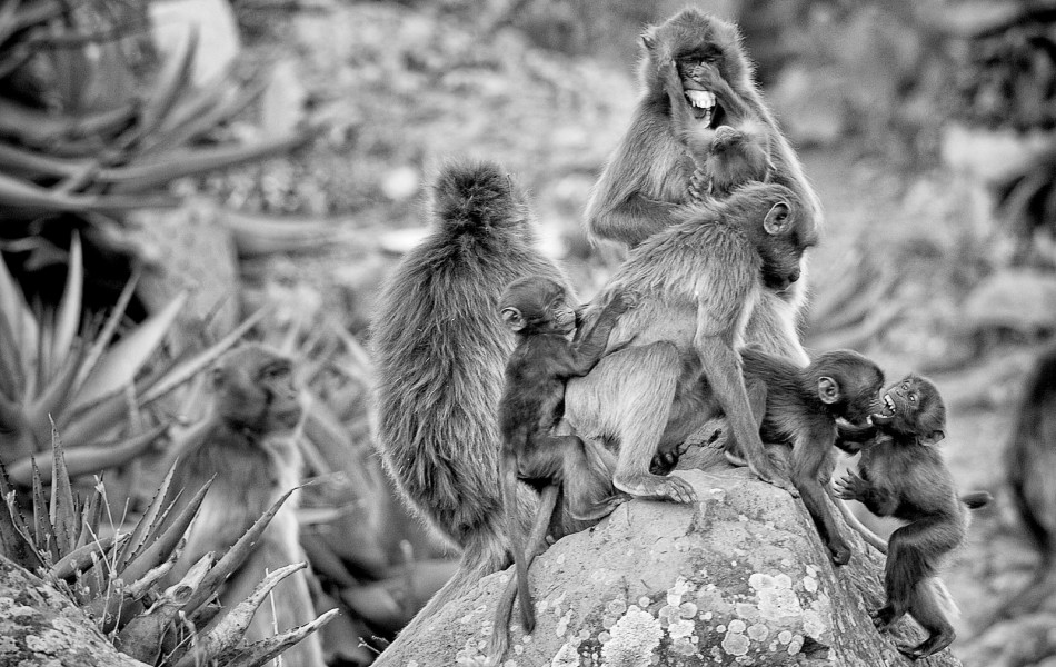 1301 Eth. Geladas 1690